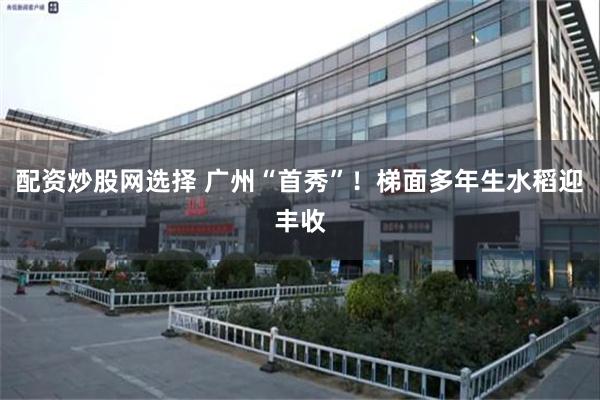配资炒股网选择 广州“首秀”！梯面多年生水稻迎丰收