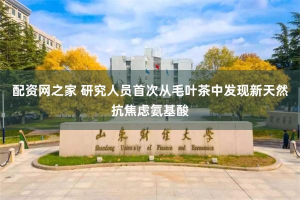 配资网之家 研究人员首次从毛叶茶中发现新天然抗焦虑氨基酸